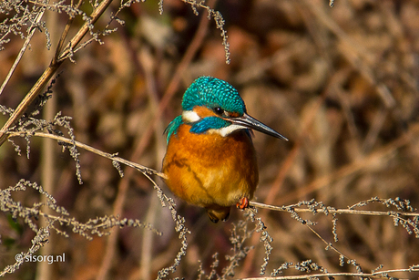 Ijsvogel in het zonnetje!