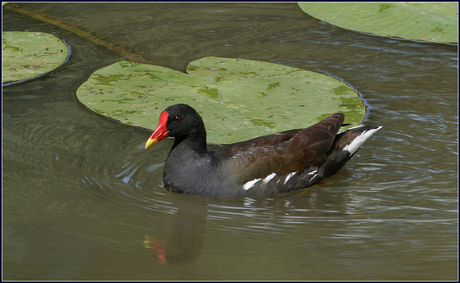 Water hoentje