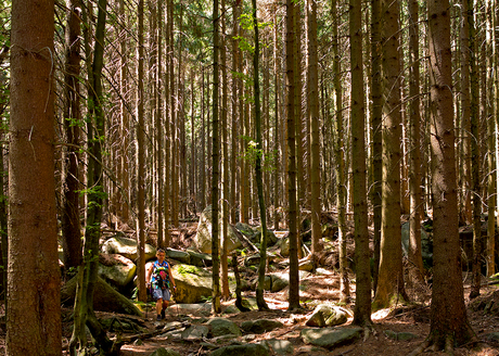 Boswandeling in de Harz