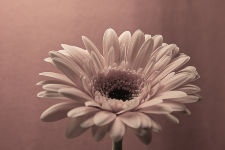 Gerbera