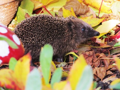 egeltje in de tuin