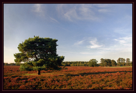 Avondlicht op de heide....