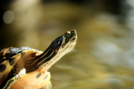 Zonnebadende schildpad