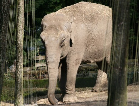 Olifant @ Burgers Zoo