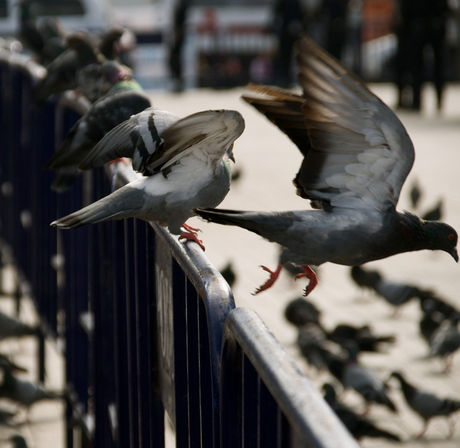 Birds in city-center Istanbul