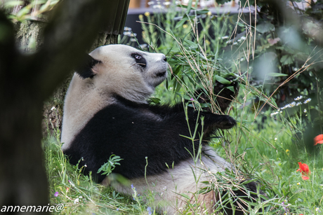 panda Xing Ya