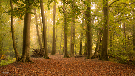 Bomen in de mist