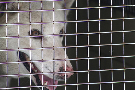 Sled Dog behind bars.