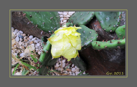 cactus in bloei