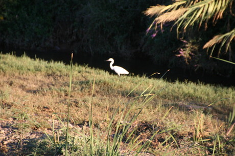 witte reiger