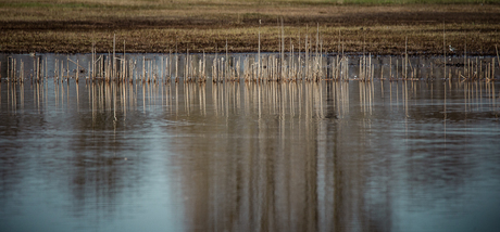 Rietlandschap