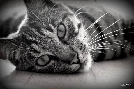 doordringende blik....