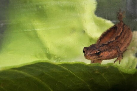 water salamander