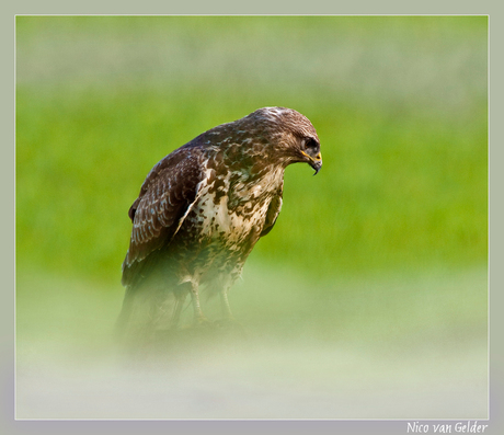 Buizerd in de mist