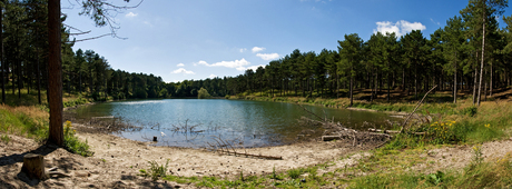 Meertje in de bossen