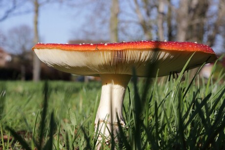 Vliegenzwam (Amanita muscaria)