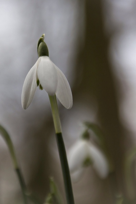 Sneeuwklokje