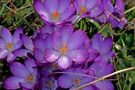 krokus