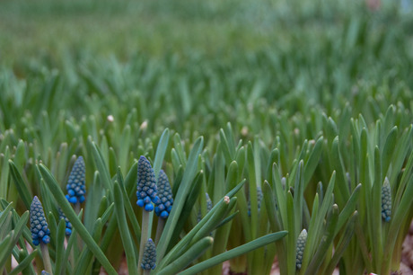 Druifjes (Blauw)