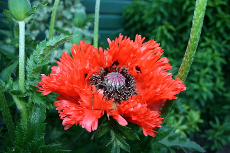 Papaver