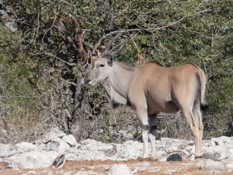Eland antilope (Taurotragus oryx)