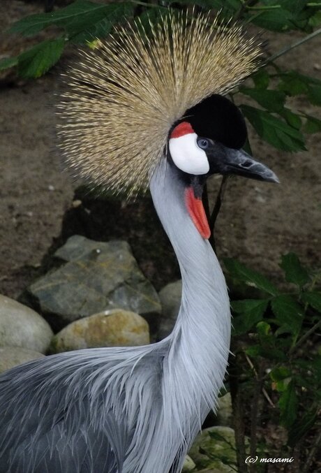 Ouwehands 2013_Kraanvogel.jpg