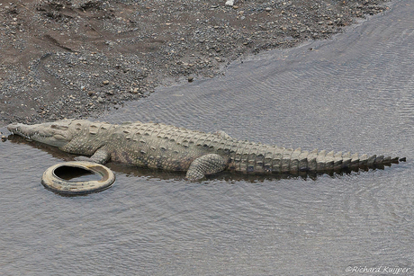 Spitssnuitkrokodil (Crocodylus acutus)