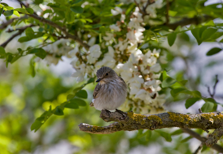 Grauwe vliegenvanger wacht geduldig en bekijkt mij eens goed.