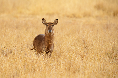 Waterbok