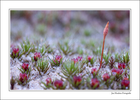 Drunense Duinen (2)