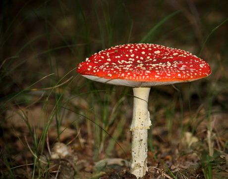eerste zoomfoto