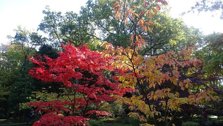 Clingendael, JapanseTuin_herfst_3