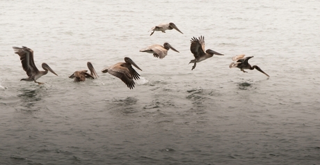 Pelikanen langs westkust van USA