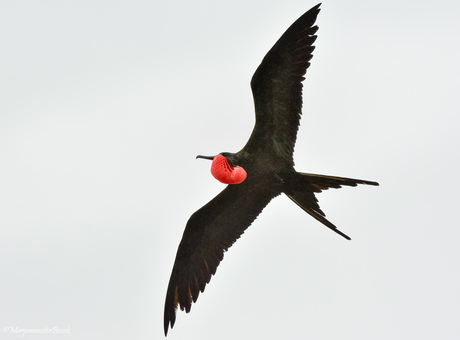 De Fregatvogel (Frigatebird) op de galapagos eilanden