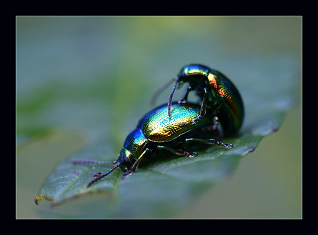 Metallic beetles