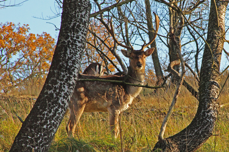 Herfst in de Amsterdamse Waterleiding Duinen 1