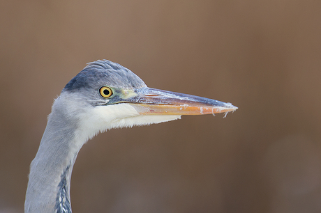 Blauwe Reiger kopportret