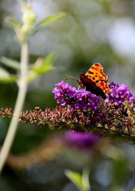 Scherpe foto van een vlinder