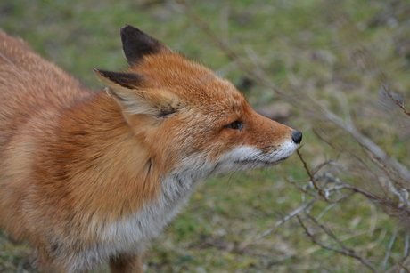 fox