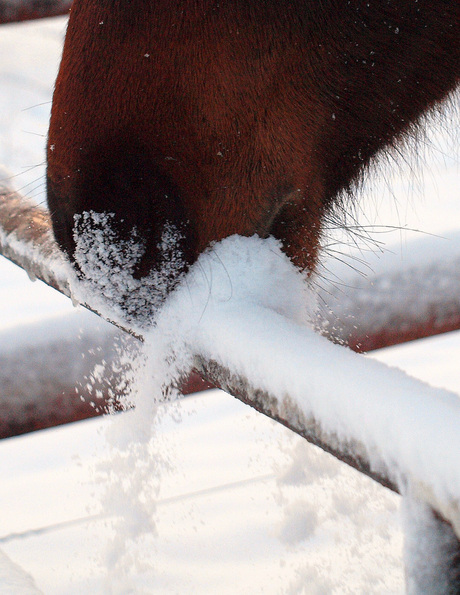 Sneeuw snoet...