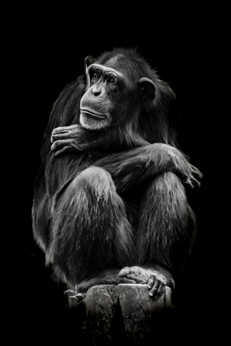 Portret van een chimp