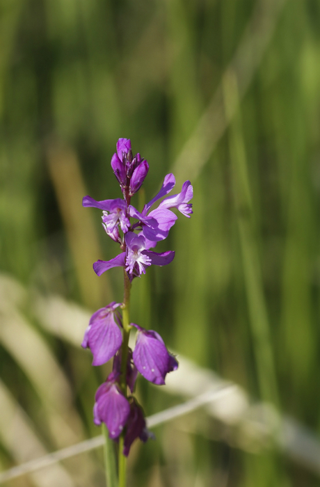 kuifvleugeltjesbloem