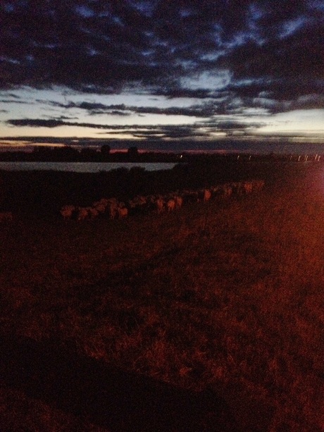 De schapen bij nacht