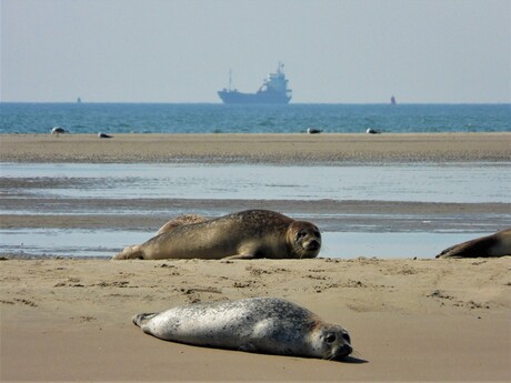 Zeehonden op de Richel