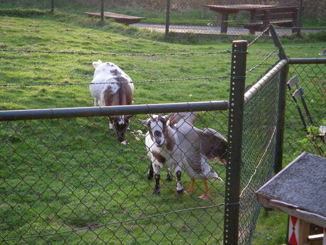 Ruzie in het dieren land