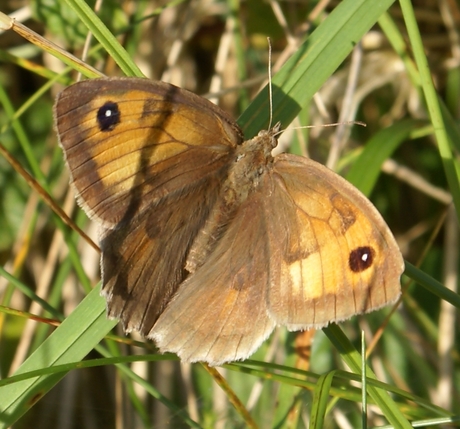 vlindertje