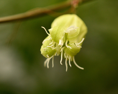 macro bloemetje