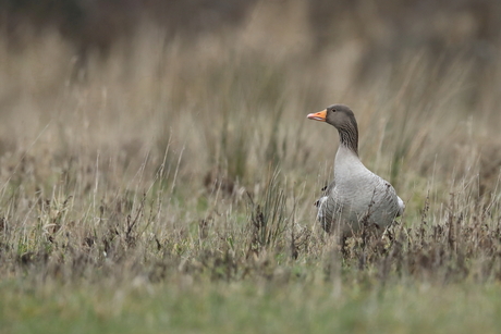 grauwe gans