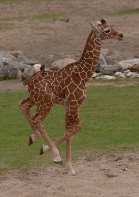 Lente- giraffe