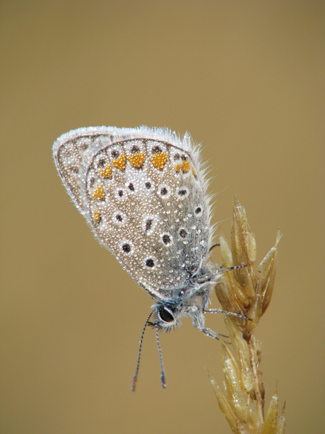 Blauw dauwtje